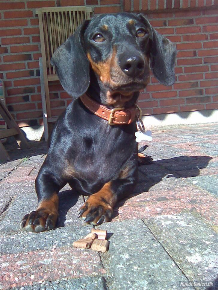 Gravhund Molly billede 1