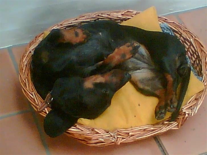 Gravhund Molly billede 2