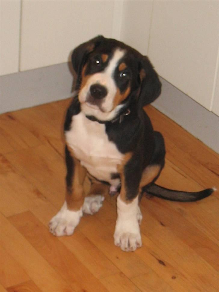 Grosser schweizer sennenhund Vitus - Vitus 10 uger billede 1