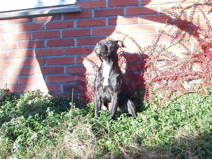 Staffordshire bull terrier Franz - DEJLIGT i solen Franz.. 4,5måned. billede 8