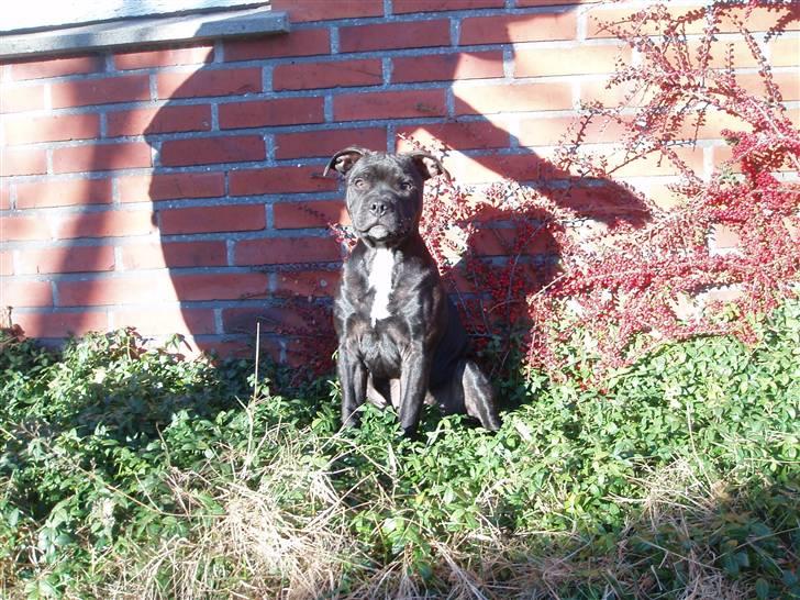 Staffordshire bull terrier Franz billede 9