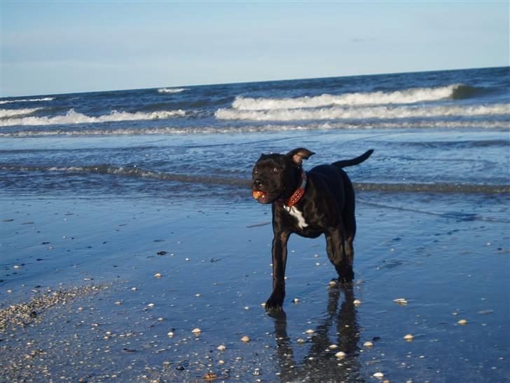 Staffordshire bull terrier Franz billede 10
