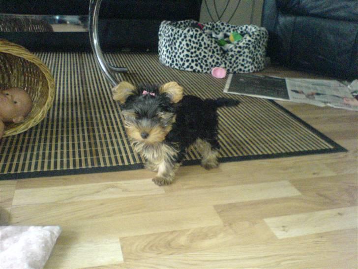 Yorkshire terrier Brutalis - Nu vil jeg altså lege.... billede 7