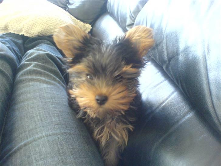 Yorkshire terrier Brutalis - Mor er kedelig, hun vil ikke lege nu billede 8