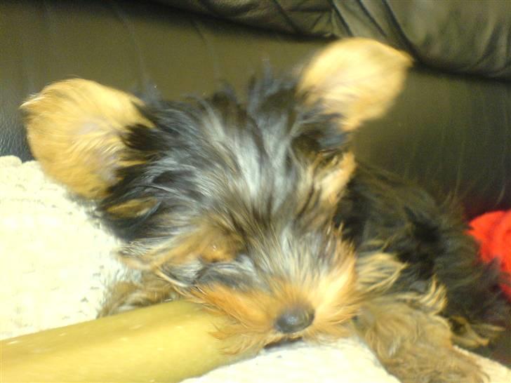 Yorkshire terrier Brutalis - Uhm et stort tyggeben billede 9