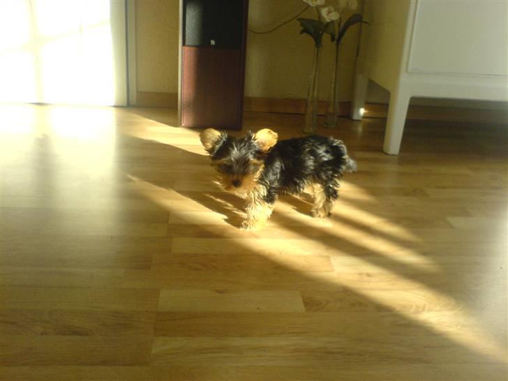 Yorkshire terrier Brutalis - Jeg er da ikke til at stå for... billede 10