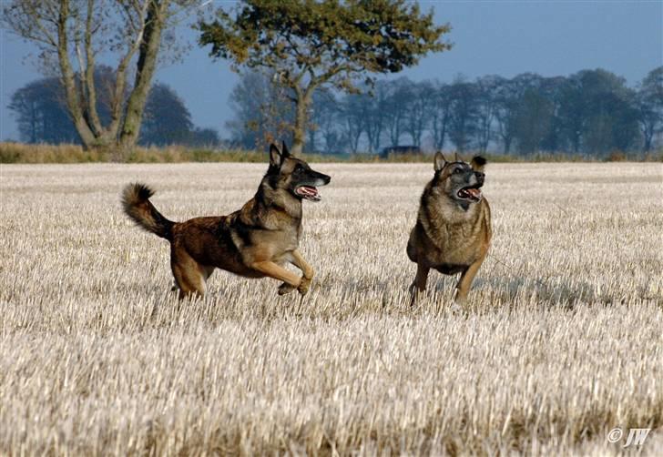 Malinois "Popeye"  billede 10