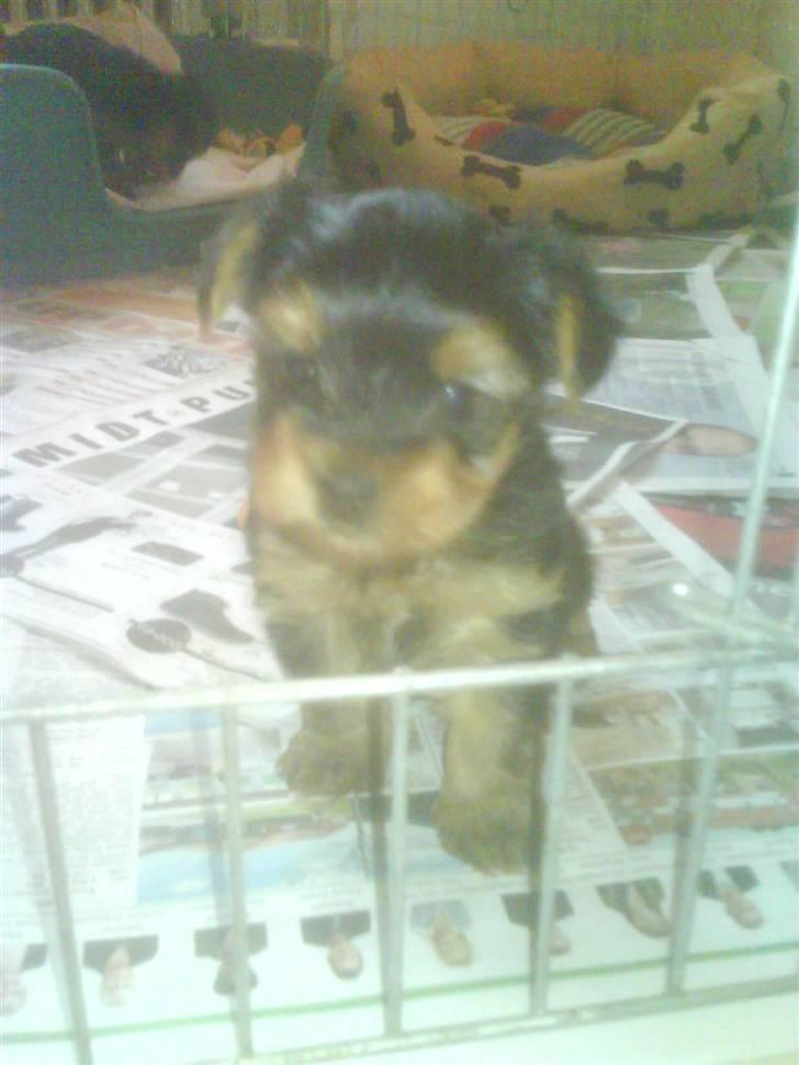 Yorkshire terrier Brutalis - er jeg ikke bare sød billede 11