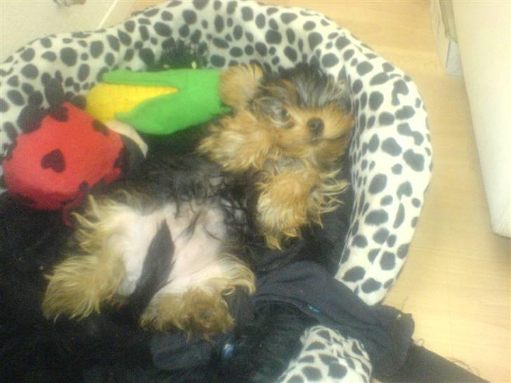 Yorkshire terrier Brutalis - Sådan nyder jeg og ligge og sove..... billede 12