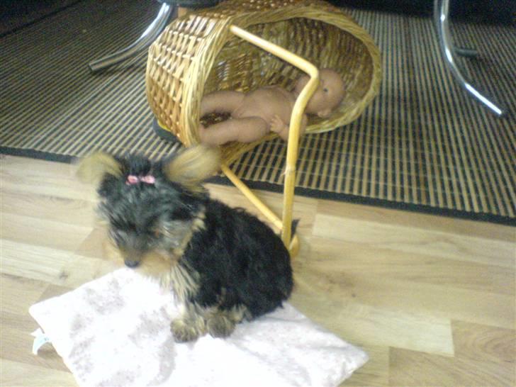 Yorkshire terrier Brutalis - Puha hvad man skal finde sig i, mor har givet mig sløjfe i håret, og jeg er dreng........ billede 13