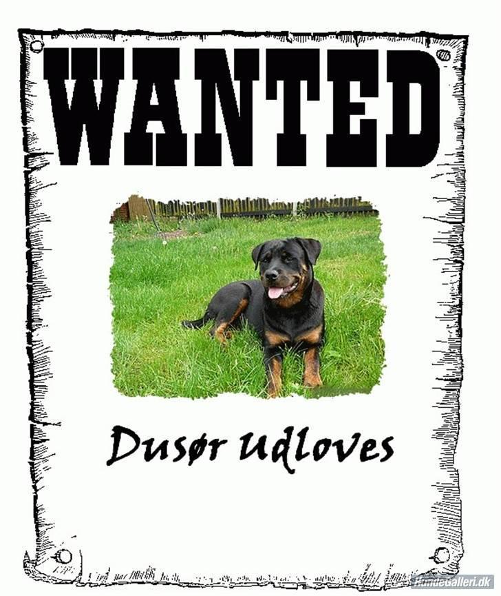 Rottweiler Dikadiabolos Ukita R.I.P billede 10