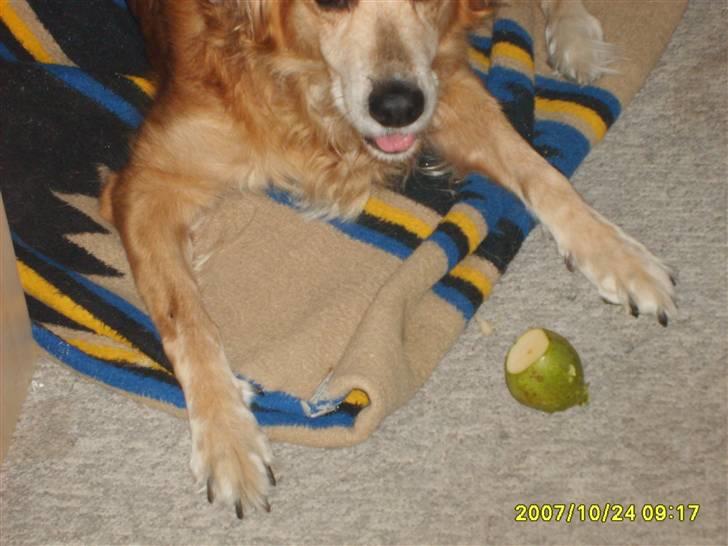 Golden retriever Trunte R.I.P 4/7-08 - Jeg elsker pærer! billede 17