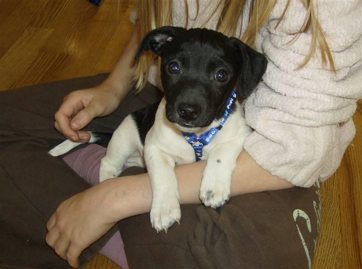 Jack russell terrier Turbo billede 1