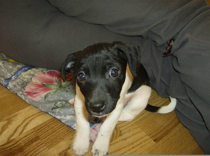 Jack russell terrier Turbo - Agrr sådan et halsbånd klør billede 2