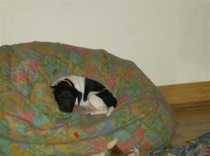 Jack russell terrier Turbo - Zzzzz billede 3