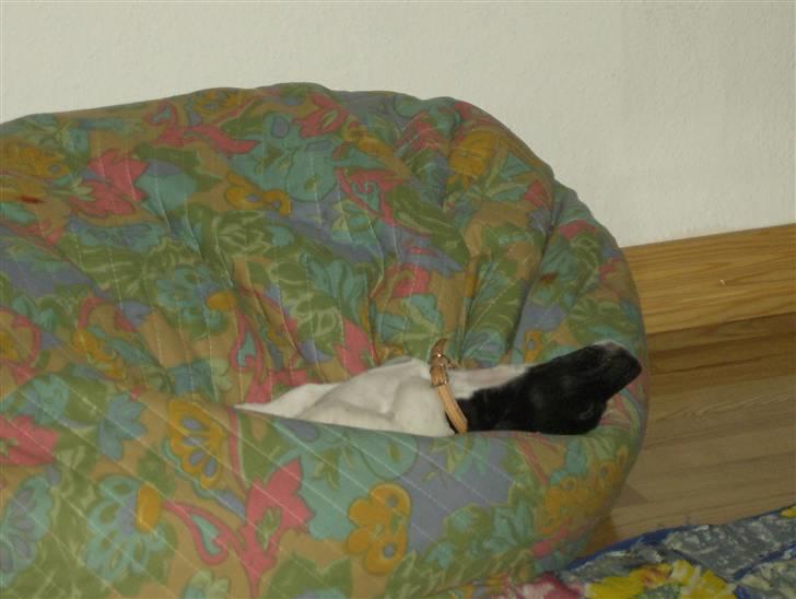 Jack russell terrier Turbo - Snork, det er hårdt at være en lille hund billede 4