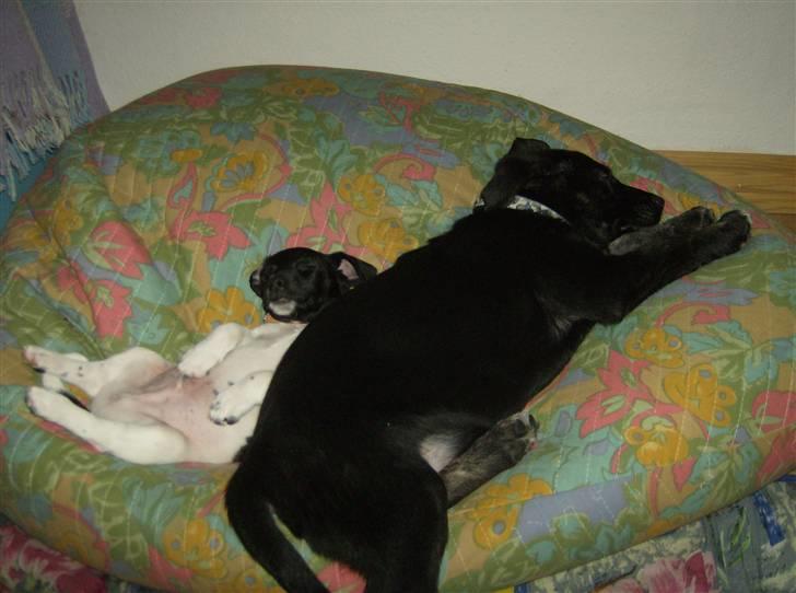 Jack russell terrier Turbo - Her sover Turbo med sin ven Balou billede 5