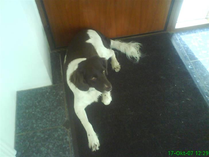 Kleiner münsterländer Zitta - Zitta elsker at ligge ved døren hvor hun kan følge med i alt hvad der sker. billede 17