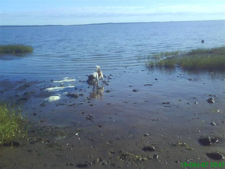 Kleiner münsterländer Zitta - strandtur. billede 18