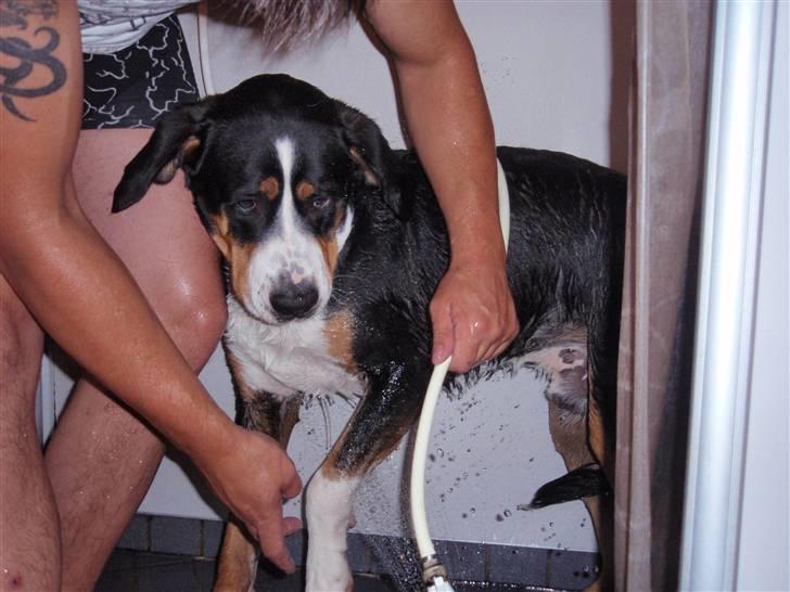 Grosser schweizer sennenhund Vitus - Vitus er ikke glad for vand, 11 måneder gammel billede 2