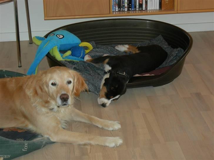 Grosser schweizer sennenhund Vitus - Vitus med Smilla billede 3