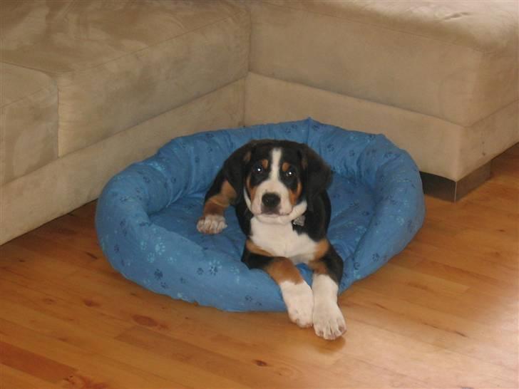 Grosser schweizer sennenhund Vitus - Vitus 11 uger billede 4