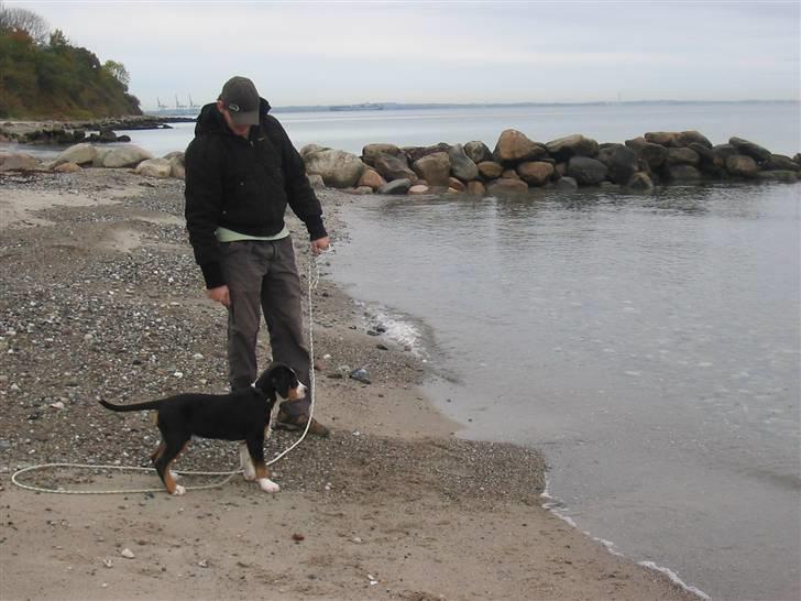 Grosser schweizer sennenhund Vitus - Vitus møder havet, 11 uger billede 5