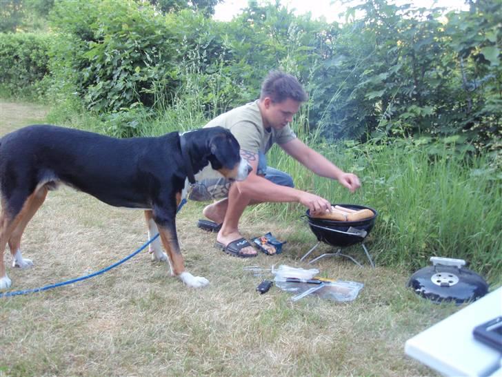 Grosser schweizer sennenhund Vitus - Vitus på camping, 10 måneder billede 6