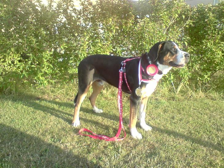 Grosser schweizer sennenhund Vitus - Vitus 1 år og 1/3 Danish Champion, 1. plads billede 7