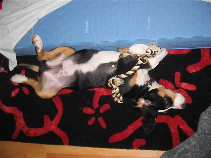 Grosser schweizer sennenhund Vitus - Vitus i ynglings sovestilling, 13 uger billede 8