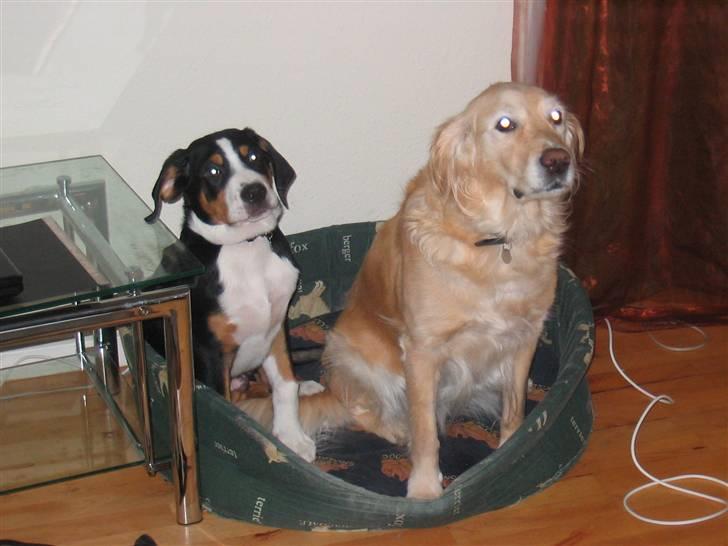 Grosser schweizer sennenhund Vitus - Vitus 14 uger med Smilla billede 9