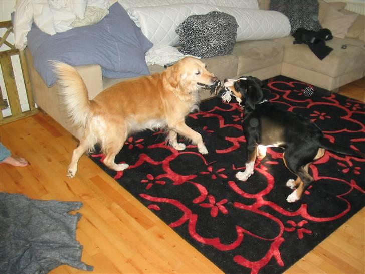 Grosser schweizer sennenhund Vitus - Vitus i leg med Smilla, 14 uger billede 10