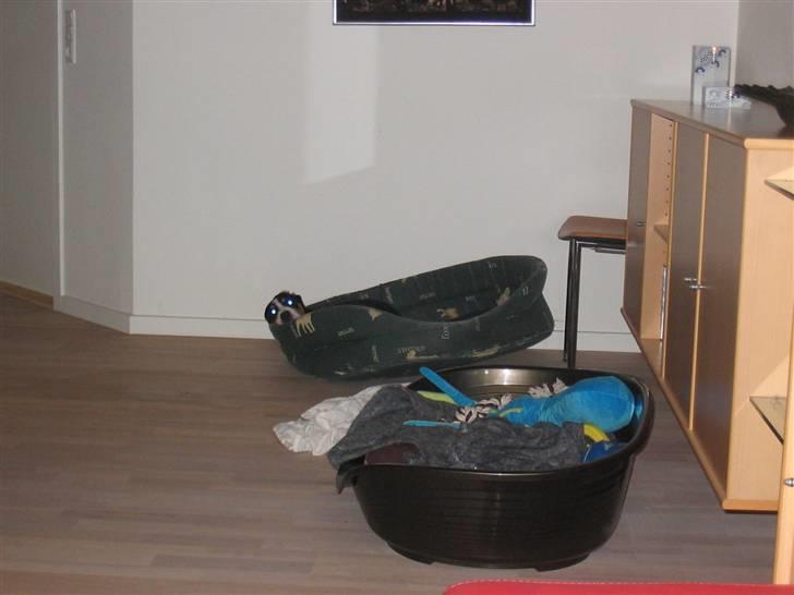 Grosser schweizer sennenhund Vitus - Vitus vælter i Smillas kurv, 10 uger billede 11