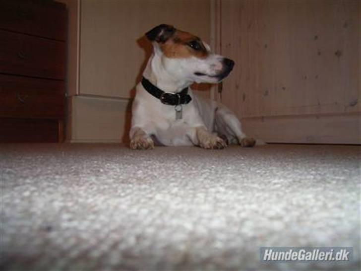 Jack russell terrier ollie  billede 1