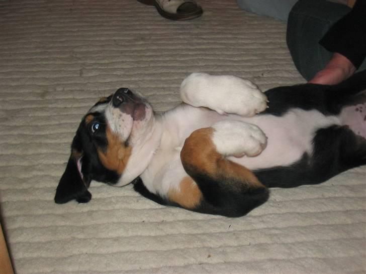 Grosser schweizer sennenhund Vitus - Vitus putter, 10 uger billede 13