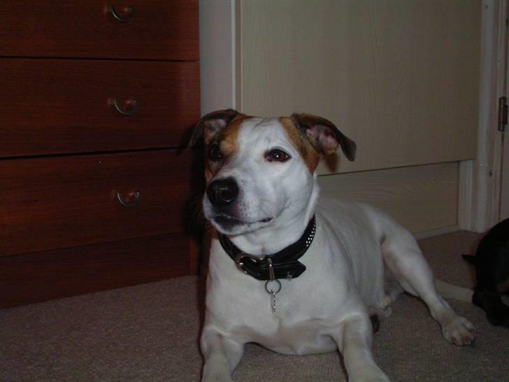 Jack russell terrier ollie  billede 2