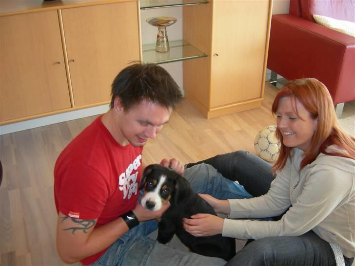 Grosser schweizer sennenhund Vitus - Vitus får lidt kærlighed af os, 10 uger  billede 14