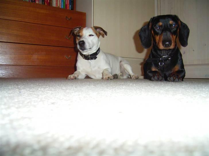 Jack russell terrier ollie  billede 3