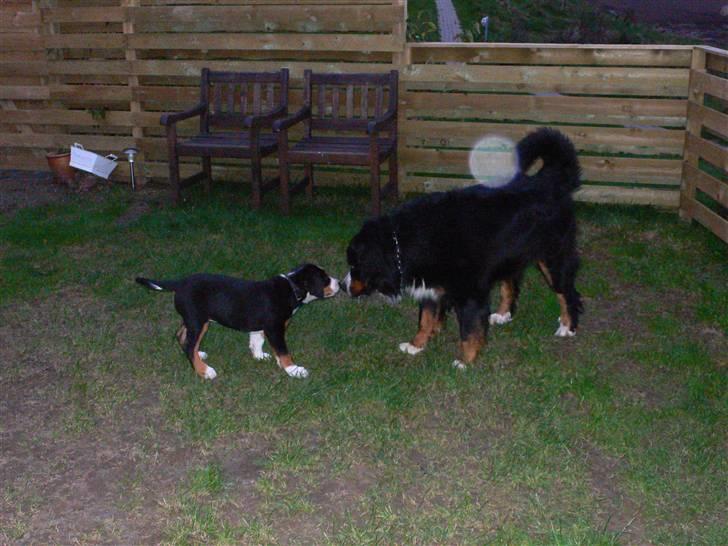 Grosser schweizer sennenhund Vitus - Vitus møder Jason, 10 uger billede 15