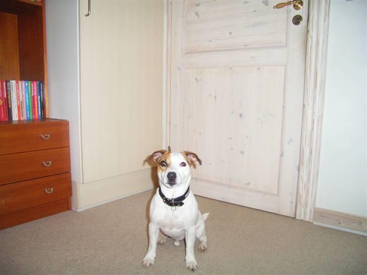 Jack russell terrier ollie  billede 4