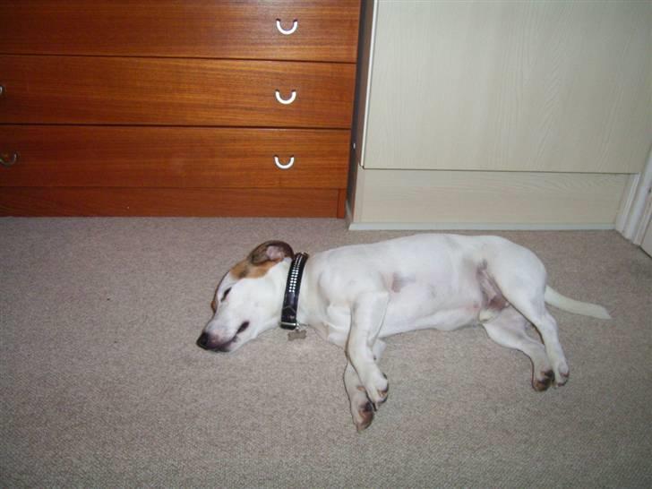 Jack russell terrier ollie  billede 5