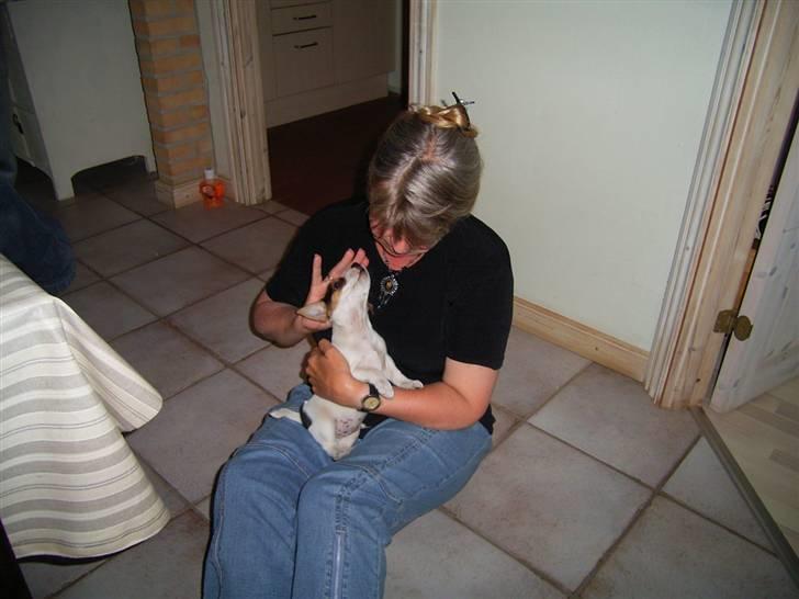 Jack russell terrier ollie  billede 6