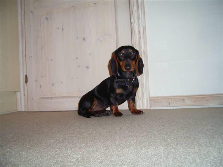 Gravhund max billede 1