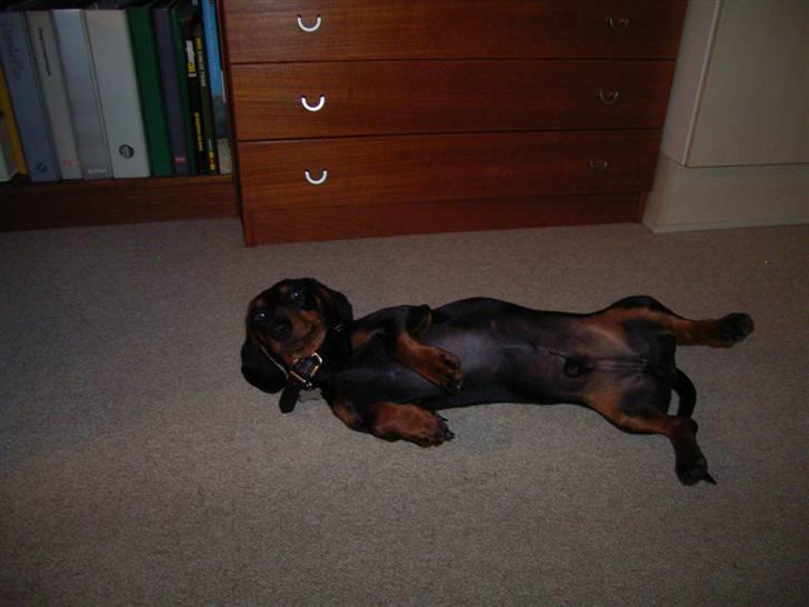 Gravhund max billede 2