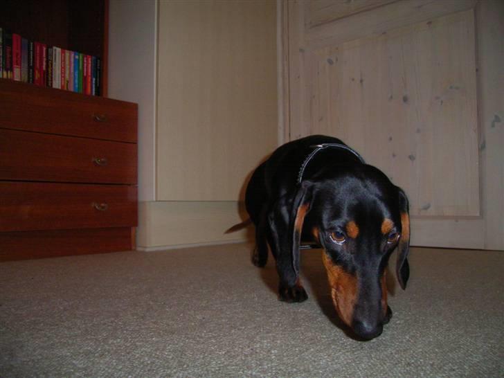 Gravhund max billede 3