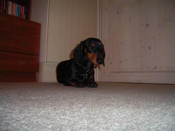 Gravhund max billede 4