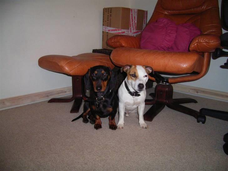 Gravhund max billede 5