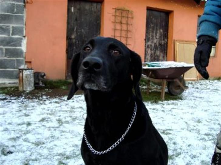 Blanding af racer Tøsen billede 12