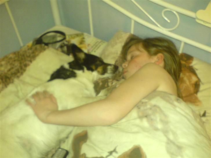 Dansk svensk gaardhund Molly - Jeg ser sikkert grim ud, men sådan her sover mig og molly engang imellem x) Cute ikk? (Meget gammelt billede ;p Flere år xD) billede 12