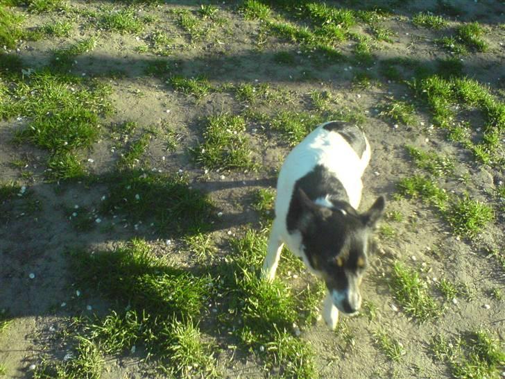 Dansk svensk gaardhund Molly - Min skatte! <3 billede 13